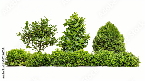 Set of green garden bushes  cut out isolated white background
