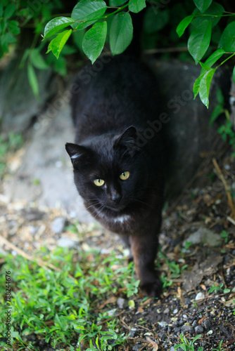 Fototapeta Naklejka Na Ścianę i Meble -  Portrait of fluffy street cats