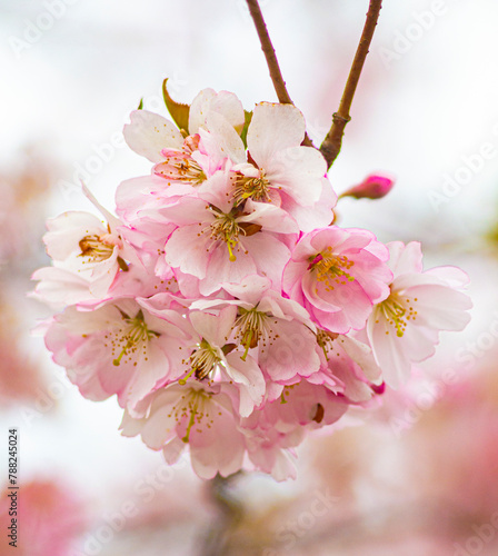 spring background blooming garden blooming twig.twig with flowers