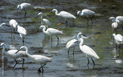 Many white egrets birds