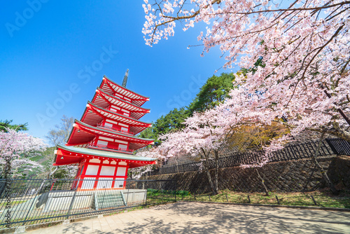 春の新倉山浅間公園 満開の桜と五重塔【山梨県・富士吉田市】 Arakurayama Sengen Park in spring. Cherry blossoms in full bloom and a five storied pagoda - Yamanashi, Japan