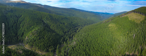 A new generation of fir trees growing on a mountain side. The vast coniferous woodlands are exploited in a sustainable way. A river flows in the valley. Carpathia, Romania.