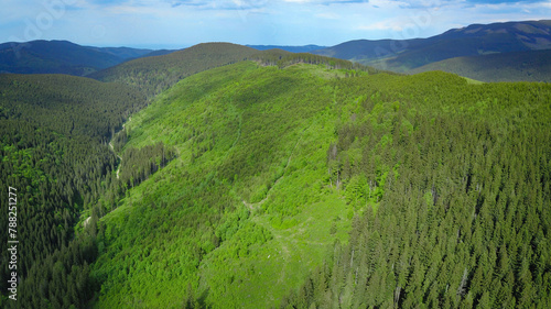 Drone view above woodlands in Cindrel Mountains. A coniferous trees plantation is in the place of an old forest exploitation site. The wild woodlands will grow again. Carpathia, Romania