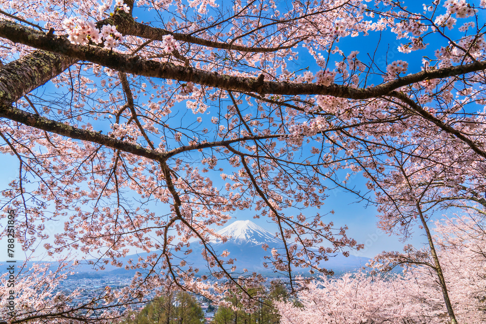桜咲く新倉山浅間公園から望む富士山【山梨県・富士吉田市】
Mt. Fuji seen from Arakurayama Sengen Park with cherry blossoms in bloom - Yamanashi, Japan 桜咲く新倉山浅間公園から望む富士山【山梨県・富士吉田市】
Mt. Fuji seen from Arakurayama Sengen Park with cherry blossoms in bloom - Yamanashi, Japan