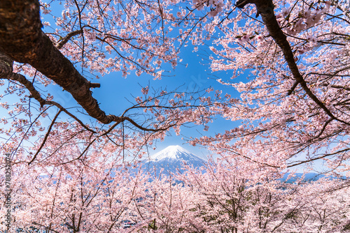 桜咲く新倉山浅間公園から望む富士山【山梨県・富士吉田市】　
Mt. Fuji seen from Arakurayama Sengen Park with cherry blossoms in bloom - Yamanashi, Japan