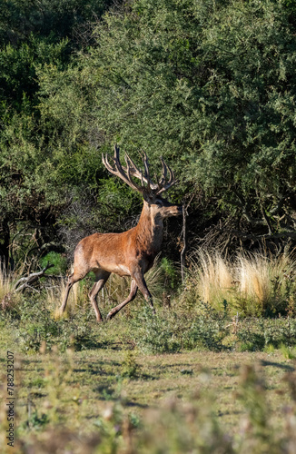 Red deer in Calden Forest environment, La Pampa, Argentina, Parque Luro, Nature Reserve photo