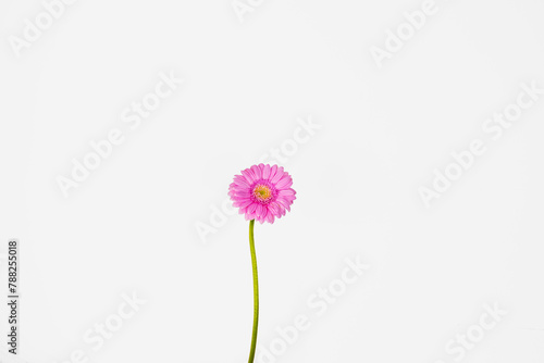 Close up of single beautiful pastel pink Gerber flower isolated on the white wall background. Minimalistic and simple aesthetic holiday celebration concept. Side view. Copy space.