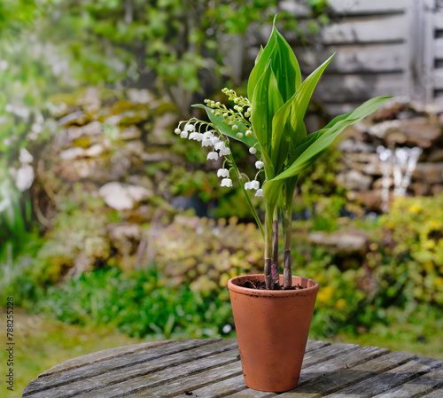 close up on beautiful sprig of fresh lily of valley blooming in a potted on a table in a garden.- french symbol of lucky charm