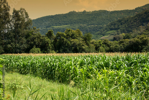 Corn field in the countryside , brazil