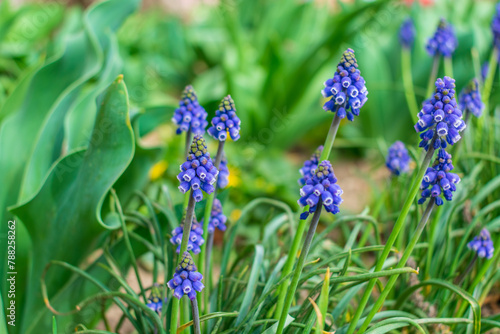 flower bed with blue muscari aucheri in the garden, close-up