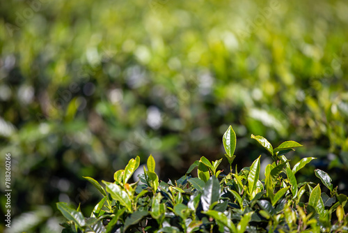 Selective focus on tea leaf in tea plantation near Haputale in Sri Lanka. Green backround with copy space.. © Chalabala