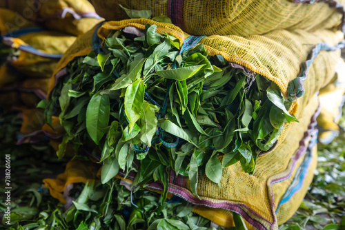 Harvested tea leaves in sacks. Producing process in tea factory in Sri Lanka.