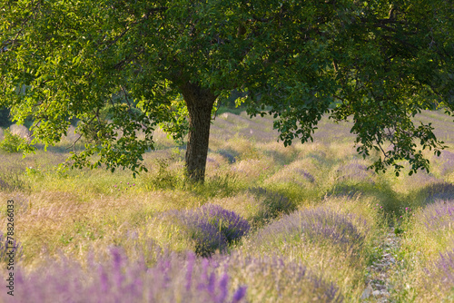 Lavender, nr Montbrun-les-Bains, Vaucluse, Provence, France