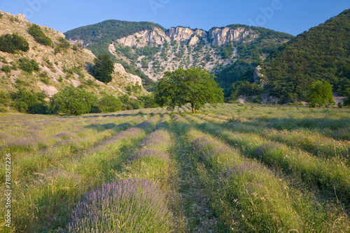 France, Gordes, Senaque Abbey, lavender field