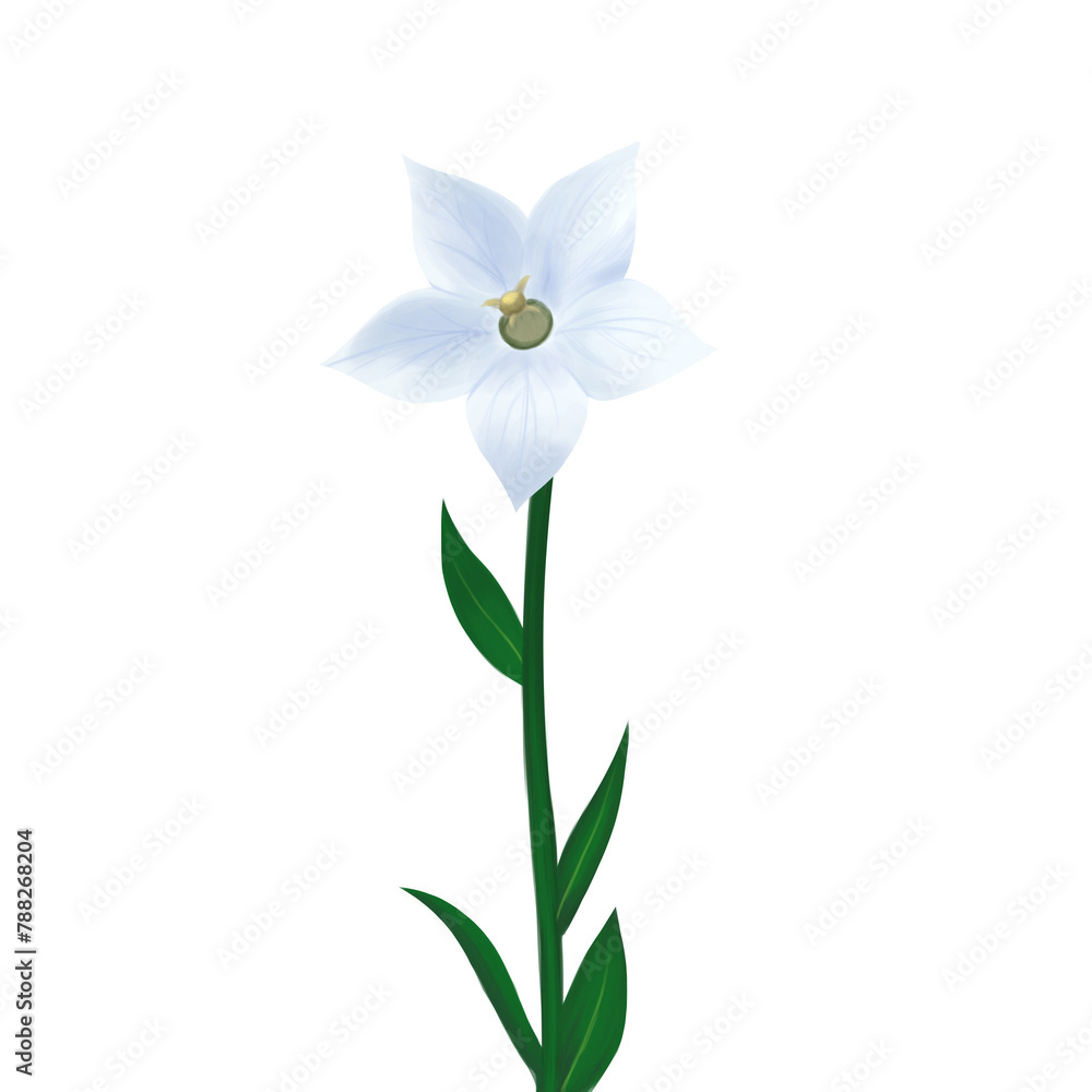 Botanical illustration for spring and summer Carpathian Bellflower or white clips with transparent background. Available for editing, decoration, background, wallpaper. Etc