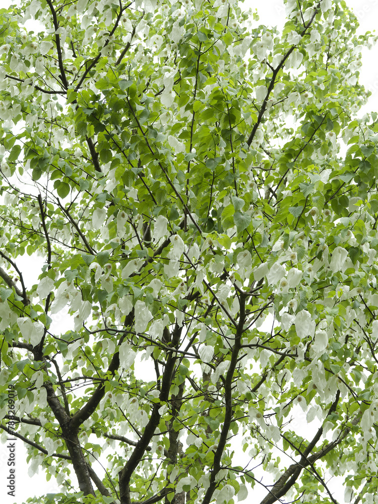 Fototapeta premium (Davidia involucrata) Dove-tree or Handkerchief tree with pure white inflorescence and red-purple capitule in spring 