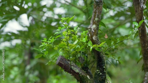 small Citrus Hystrix lime tree was hit by rain in the afternoon