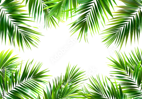 Tropical frame with green palm leaves. Tropical plant branches isolated on a transparent background.