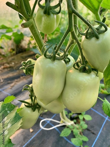 oblong green tomatoes, ripening tomatoes on a branch, plants in the garden, spring vegetables