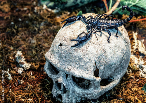 Black scorpion on real human skull