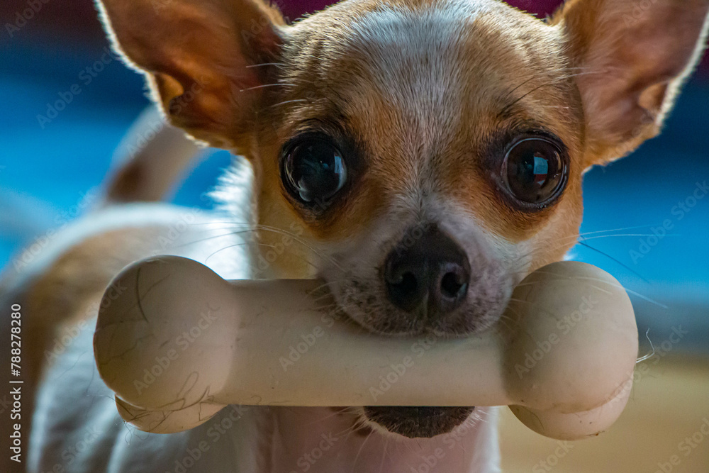Kleiner Chihuahua Rüde mit einem weißen Gummiknochen im Maul