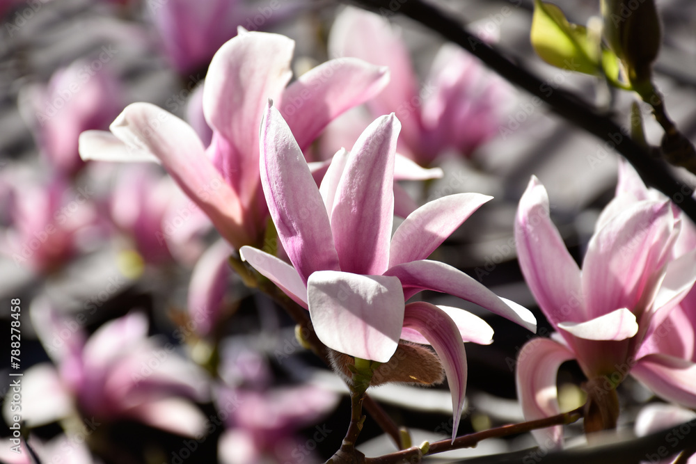Fototapeta premium Magnolia pink flowers, blooming flowering tree in spring garden on background of house roof, warm sunny day, countryside.