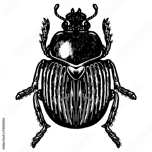 Scarab beetle engraving PNG illustration. Scratch board style imitation. Black and white hand drawn image.