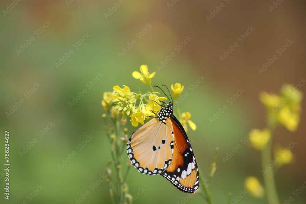 Obraz premium A Bihar Ballet of Butterflies and Dragonflies 