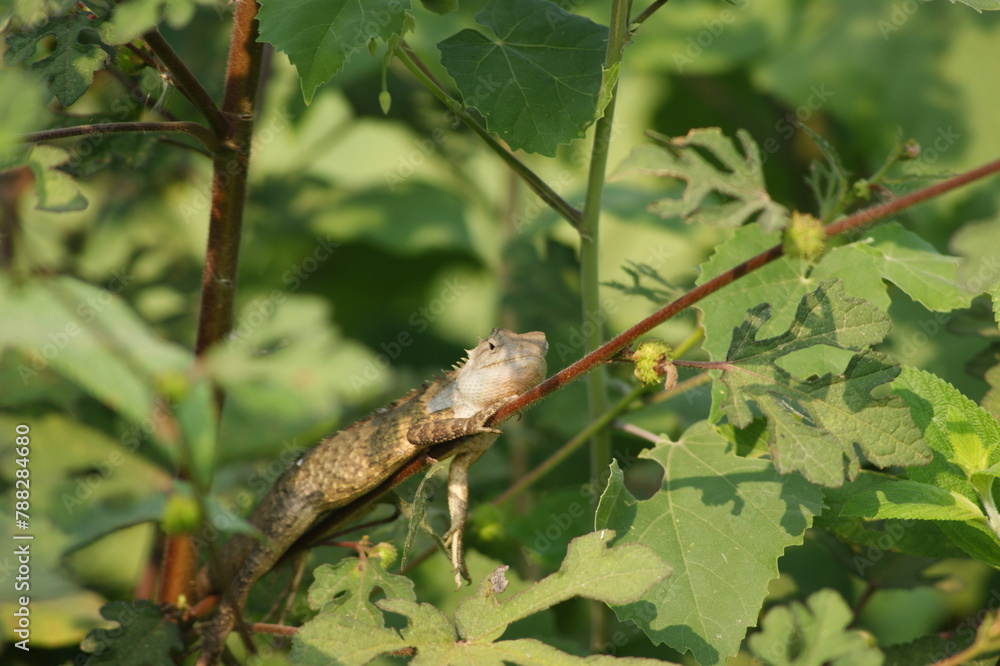 Garden Lizard basking In sun on a Plant Branch