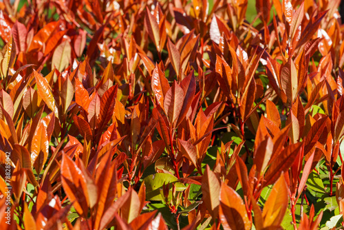 Beautiful red and green leaves of Photinia fraseri 'Red Robin' shrub in city park Krasnodar or landscape Galitsky park in sunny spring 2024. Nature concept background