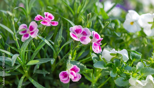 closeup up on beautiful pink flowers of carnation and white viola background blooming  in a garden