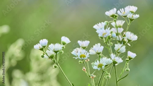 Erigeron annuus (formerly Aster annuus), annual fleabane, daisy fleabane, or eastern daisy fleabane, is herbaceous, annual or biennial flowering plant in daisy family Asteraceae. photo