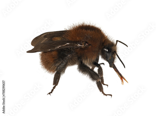 Closeup of Red-Tailed Bumblebee (Bombus lapidarius), isolated on white background