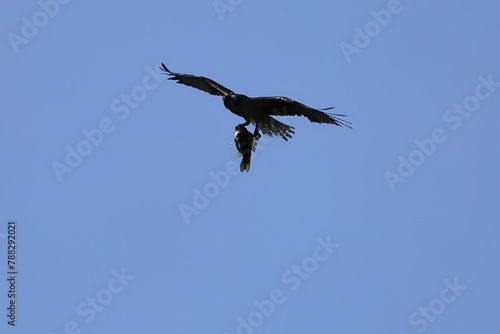 Hunting, silhouette of flying Osprey, grabbing a big fish in the blue sky