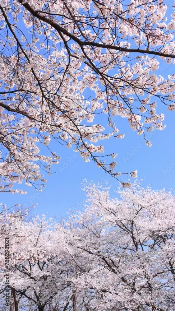 vertical video of Cherry blossoms swaying in the wind and blue sky vertical video of Cherry blossoms swaying in the wind and blue sky