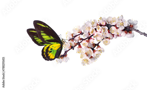colorful tropical butterfly on a blooming apricot branch. bright butterfly on...