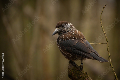 Bird nutcracker with ring close up sitting © Dead Tree World