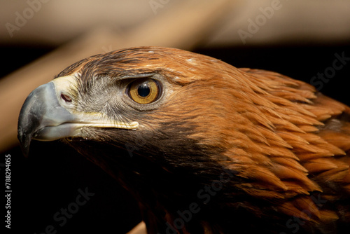 Head of the bird of prey golden eagle.