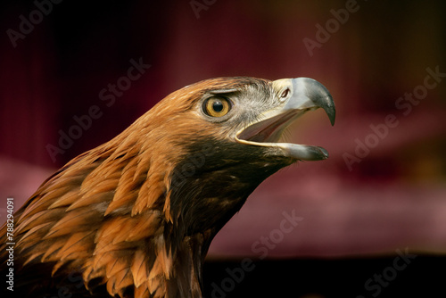 The bird of prey golden eagle