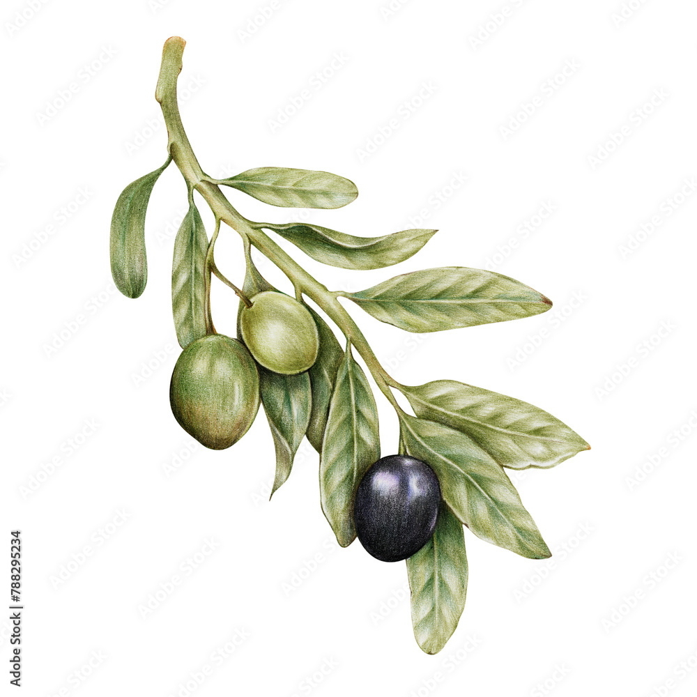 Fresh olive illustration png food drawing Fresh olive illustration png food drawing