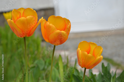 Closeup three yellow-orange blooming tulips in spring yard. Gardening concept. Free copy space