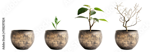 Cooper bronze Plant pot isolated transparent PNG background. Growth concept. Seedling, plant, tree, dry tree. Houseplant vase. Aged garden plant pot. terracotta. 