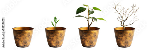 Golden Plant pot isolated transparent PNG background. Growth concept. Seedling, plant, tree, dry tree. Houseplant vase. Aged garden plant pot.
