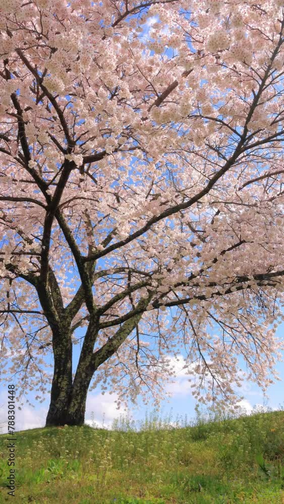 vertical video of Cherry blossoms swaying in the wind and blue sky vertical video of Cherry blossoms swaying in the wind and blue sky