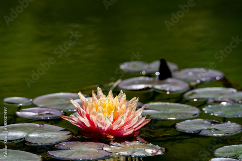 モネの庭（高知）の花々 photo