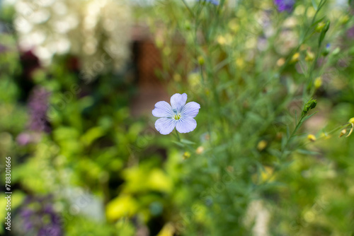 モネの庭（高知）の花々 photo