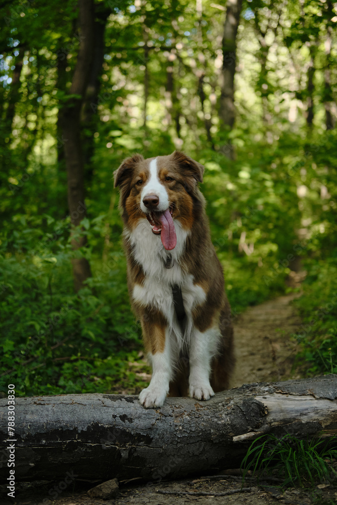 A brown fluffy purebred Australian Shepherd dog poses in a green summer woods. Aussie red tricolor put front paws on a fallen tree in a forest park in spring.