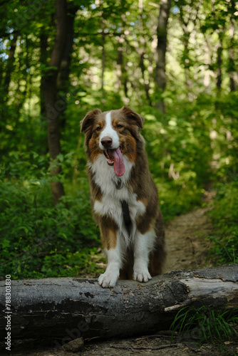 A brown fluffy purebred Australian Shepherd dog poses in a green summer woods. Aussie red tricolor put front paws on a fallen tree in a forest park in spring.