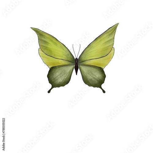 Green symmetrical butterfly. Illustration