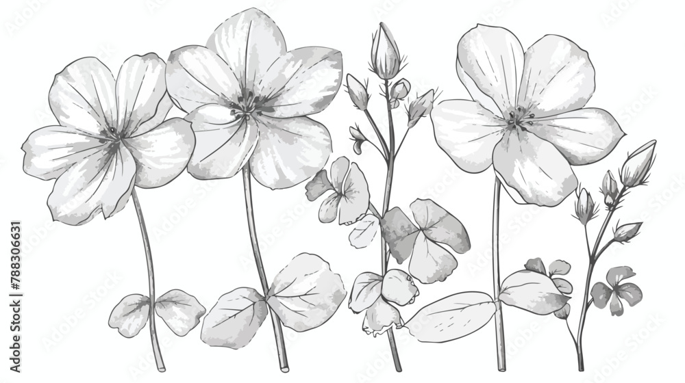 Common wood sorrel outlined botanical sket y drawing